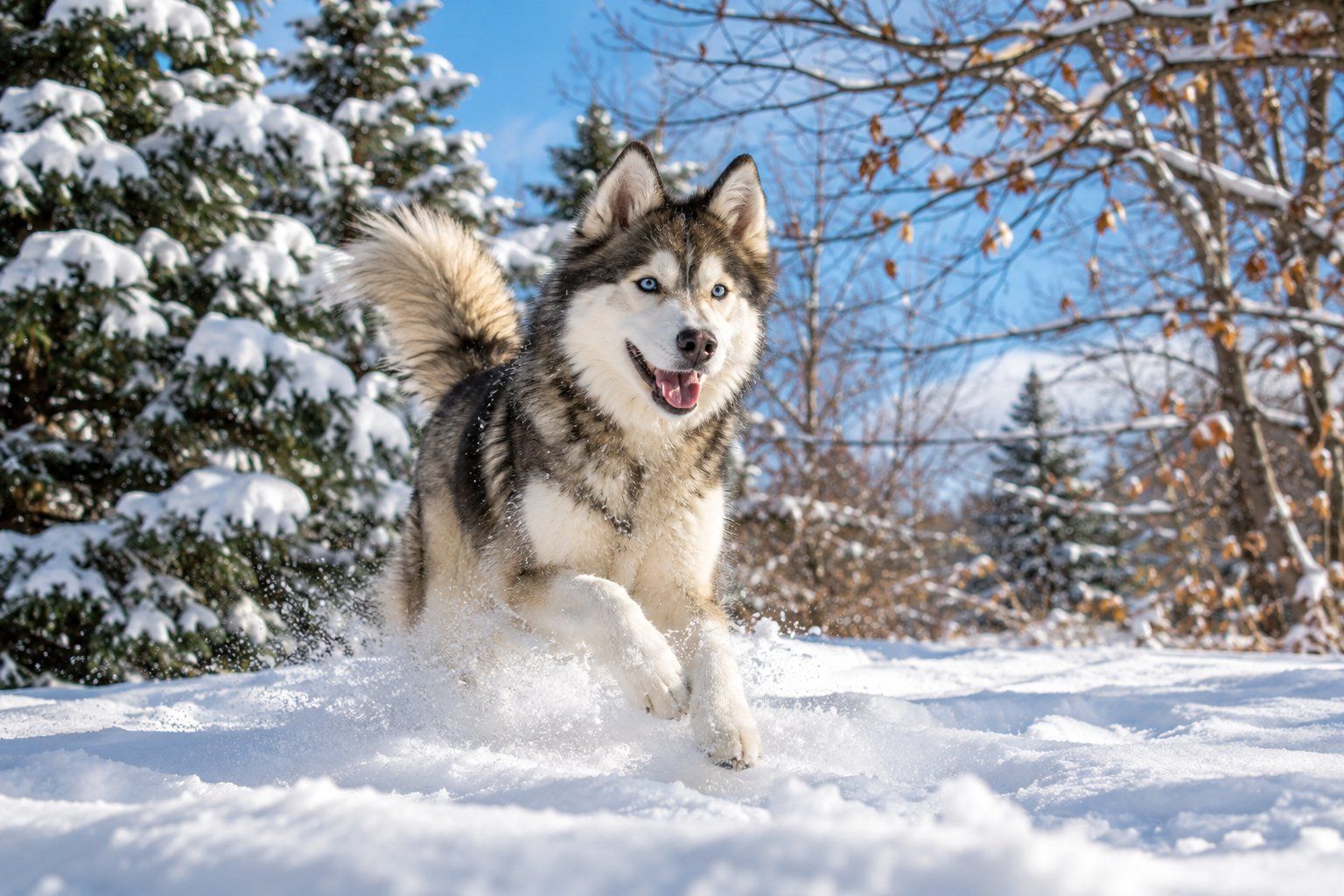 A dog playing in Canadian winter snow