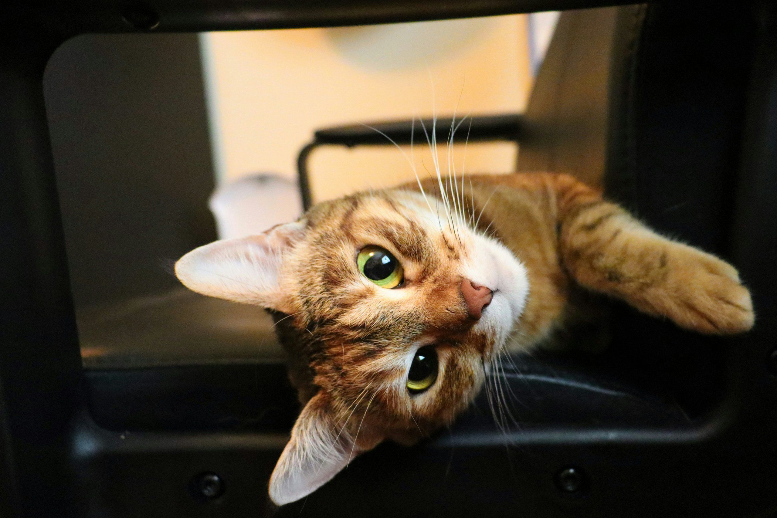A calm cat in a hard carrier